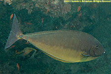 unicornfish